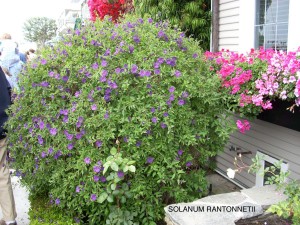 Solanum rantonnetii (Lycianthes rantonnetii) 1